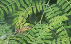 Anolis roquet