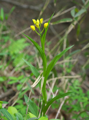 Cephalanthera falcata