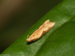 Dichomeridinae