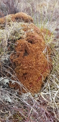 Austin's Peat Moss (Sphagnum austinii)