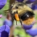 Fuzzy-Horned Bumble Bee - Photo (c) Steven Arntson, some rights reserved (CC BY-NC), uploaded by Steven Arntson