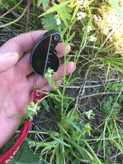 Plagiobothrys scouleri