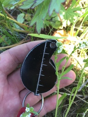 Plagiobothrys scouleri