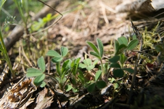 Trifolium arvense