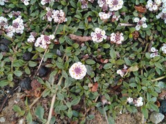 Phyla nodiflora minor