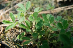 Trifolium arvense