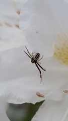 Misumena vatia