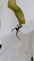 Misumena vatia