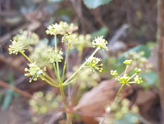 Arracacia aegopodioides