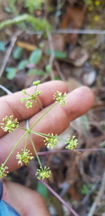 Arracacia aegopodioides