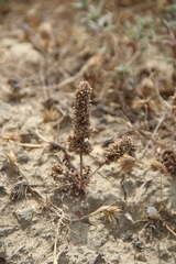 Psylliostachys spicata