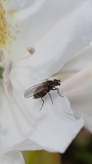 Coenosia
