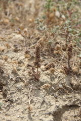 Psylliostachys spicata