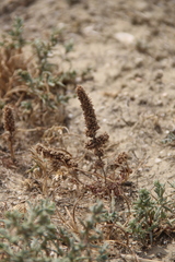 Psylliostachys spicata