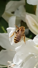 Halictus scabiosae