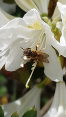 Halictus scabiosae