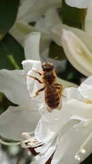 Halictus scabiosae