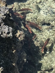 Sargocentron xantherythrum