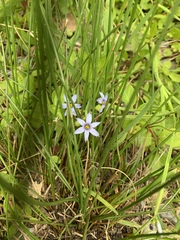 Sisyrinchium mucronatum