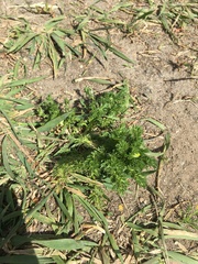 Matricaria discoidea