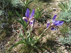 Iris scariosa