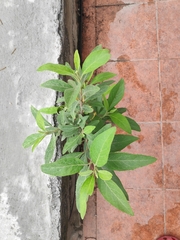 Inuleae
