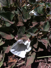 Calystegia subacaulis subacaulis