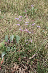 Limonium meyeri