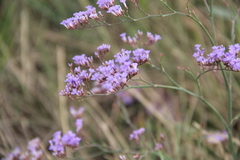 Limonium meyeri