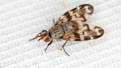 Otites centralis