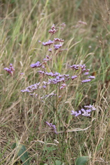Limonium meyeri