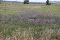 Limonium meyeri