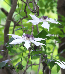 Clematis patens