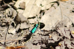 Cicindela sexguttata