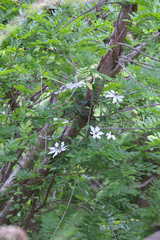 Clematis patens