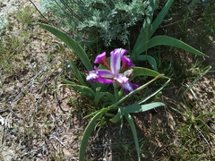 Iris scariosa