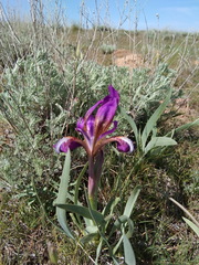 Iris scariosa