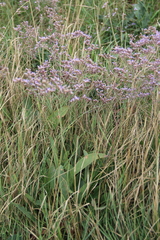 Limonium meyeri