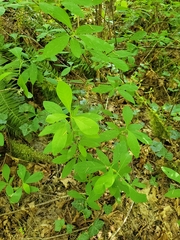 Daphne mezereum