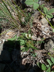 Prunella laciniata