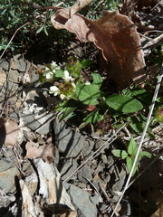 Prunella laciniata
