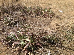 Hymenoxys integrifolia