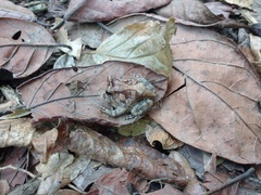 Proceratophrys cristiceps