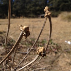 Hymenoxys integrifolia