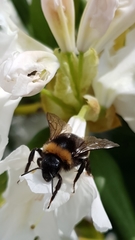 Bombus