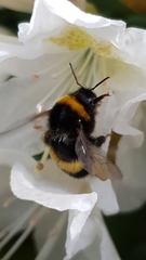 Bombus