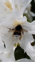 Bombus