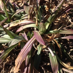 Hymenoxys integrifolia