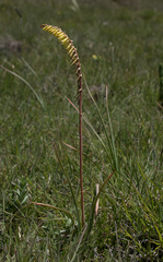 Kniphofia parviflora
