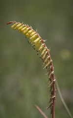 Kniphofia parviflora